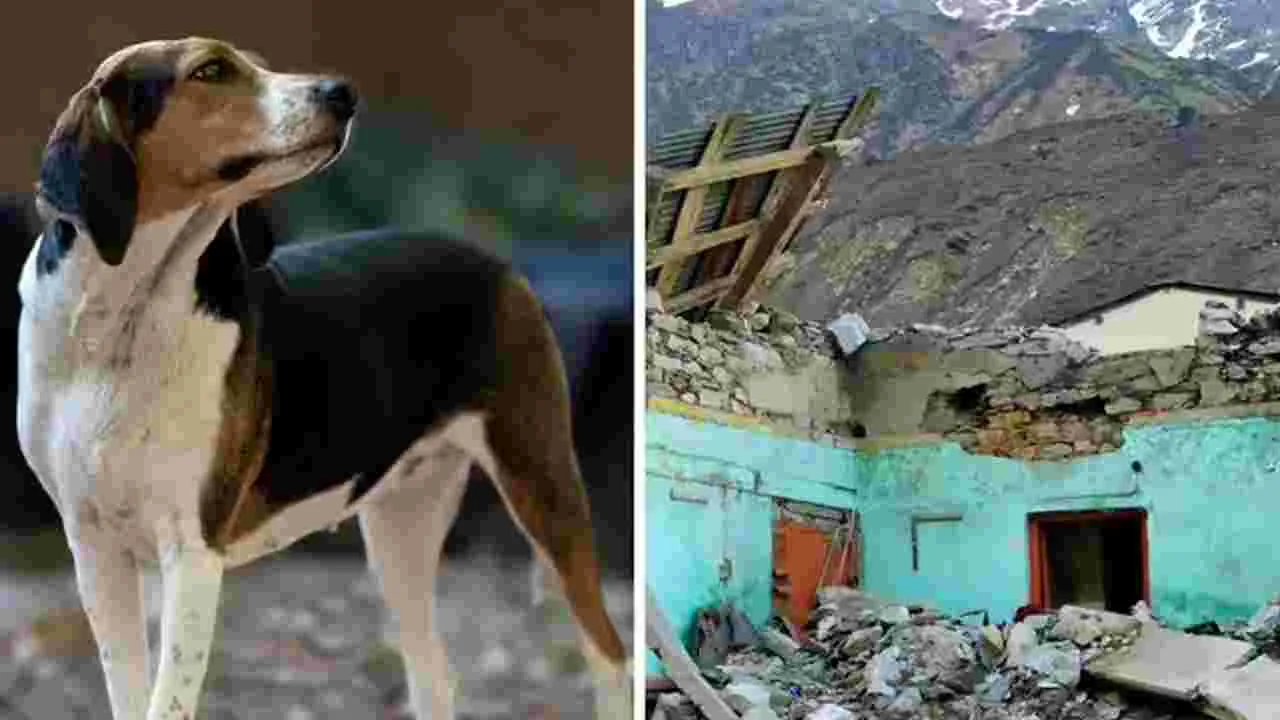 Himachal Pradesh: 67 మందిని కాపాడిన భౌభౌ