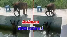 Dog Viral Video: నీటిలో మునిగిపోతున్న స్నేహితుడిని.. ఈ కుక్క ఎలా కాపాడిందో చూస్తే.. 