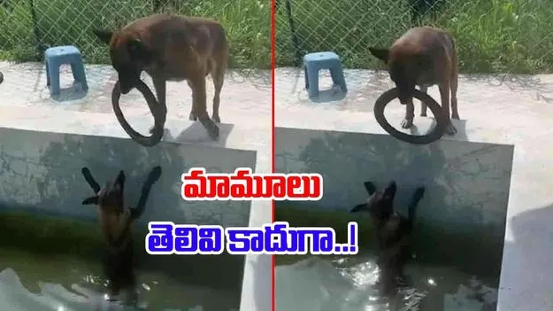 Dog Viral Video: నీటిలో మునిగిపోతున్న స్నేహితుడిని.. ఈ కుక్క ఎలా కాపాడిందో చూస్తే..