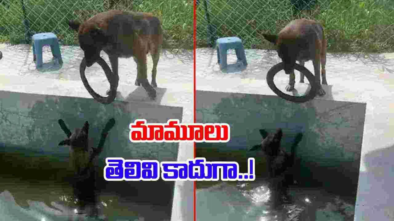 Dog Viral Video: నీటిలో మునిగిపోతున్న స్నేహితుడిని.. ఈ కుక్క ఎలా కాపాడిందో చూస్తే.. 