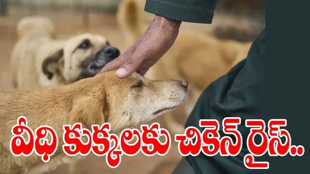 Chicken Rice Scheme: వీధి కుక్కలకు మహర్దశ..  2 కోట్లతో కొత్త స్కీమ్..