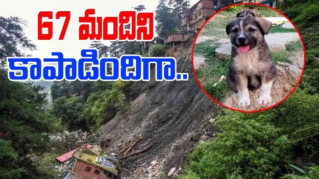 Dogs Bark Saves 67 lives: కుక్క అరుపు.. 67 మంది ప్రాణాలతో బయటపడ్డారు.. అసలేం జరిగిందంటే..