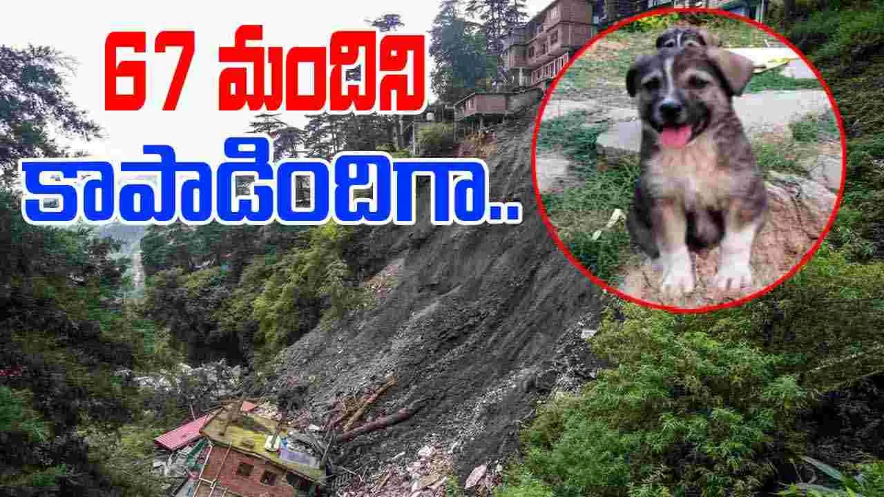 Dogs Bark Saves 67 lives: కుక్క అరుపు.. 67 మంది ప్రాణాలతో బయటపడ్డారు.. అసలేం జరిగిందంటే..
