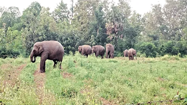 Unmoving Elephants కదలని గజరాజులు