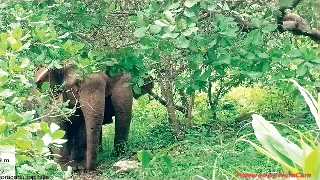 వదలని ఘీంకరింపు