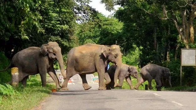  Forest Department: తిరుమల ఘాట్‌లో ఏనుగుల గుంపు 