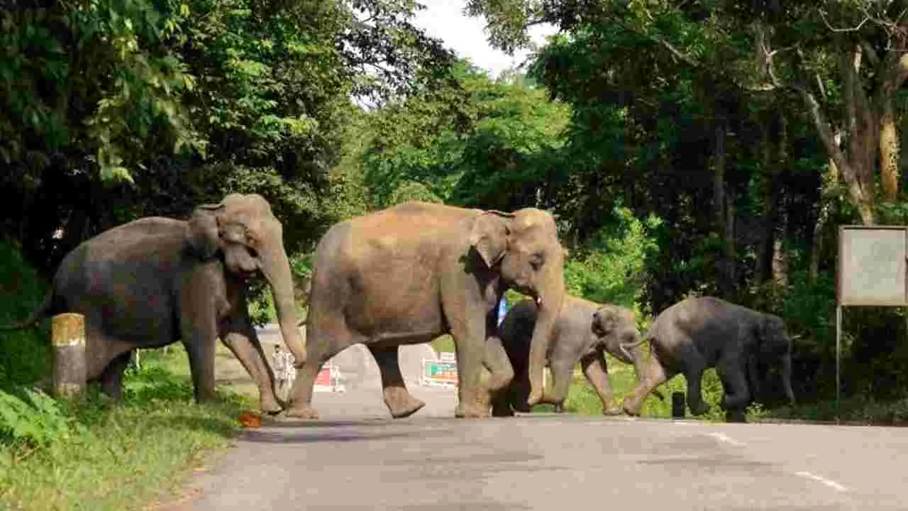  Forest Department: తిరుమల ఘాట్‌లో ఏనుగుల గుంపు 