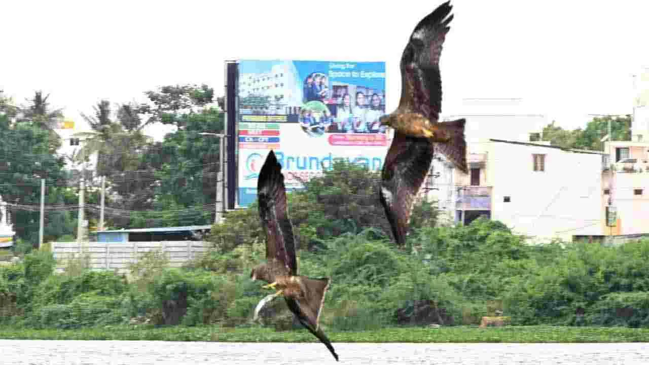 చిత్తూరు గంగినేని చెరువులో చేపలను వేటాడుతున్న గద్దలు..