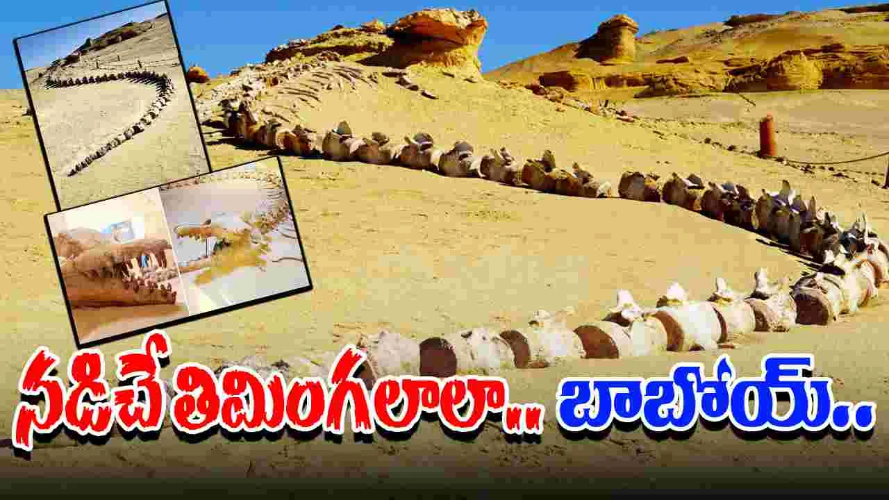 Egypt: తిమింగలాలు ఒకప్పుడు భూమిపై నడిచేవా? బయటపడిన భారీ అస్థిపంజరం..
