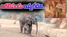 Elephant Funny Video: అరటింపడు ఇవ్వలేదని అలిగింది.. ఈ ఏనుగు పిల్ల ఏం చేసిందో చూస్తే.. 