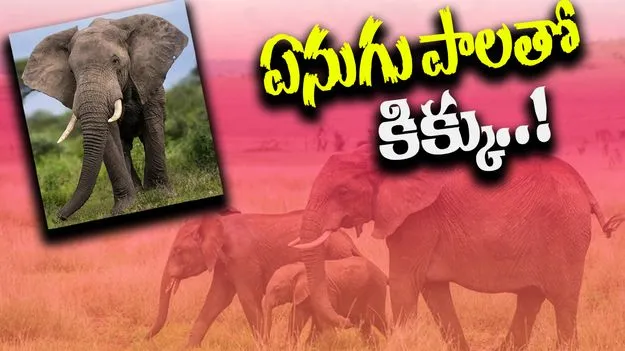  Elephant Milk Side Effects: ఈ జంతువు పాలు చాలా డేంజర్.. ఎందుకంటే..
