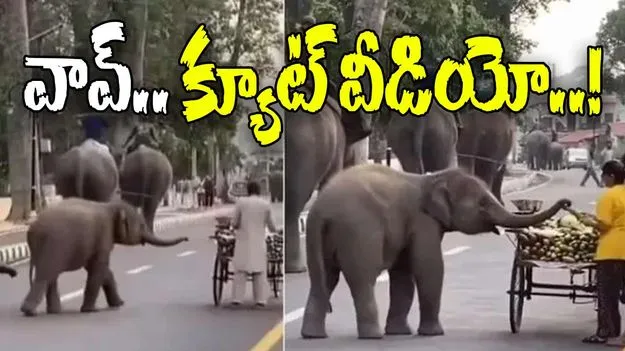 Elephant Video: ఆకలి వేస్తున్నా ఆ ఏనుగు ఎలా ప్రవర్తించిందో చూడండి.. క్యూట్ వీడియో వైరల్..