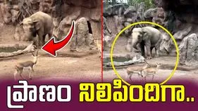 Elephant Viral Video: నీళ్లలో మునిగిపోతున్న జింకను.. ఏనుగు ఎలా కాపాడిందో చూస్తే..