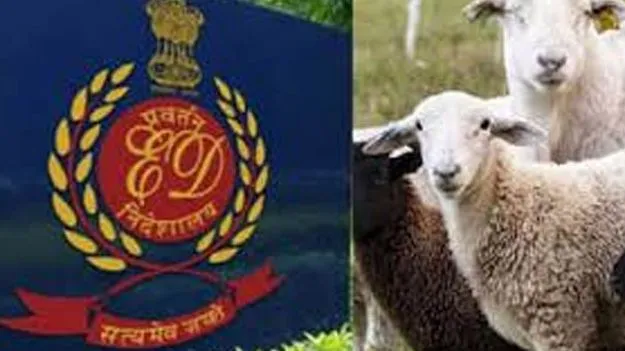 Sheep Distribution Scam: గొర్రెల పంపిణీ కుంభకోణం..