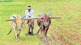 Warangal Former: అధికారులు మొద్దునిద్ర వీడండి.. కాంగ్రెస్ సర్కార్‌పై పత్తి రైతు ఆగ్రహం