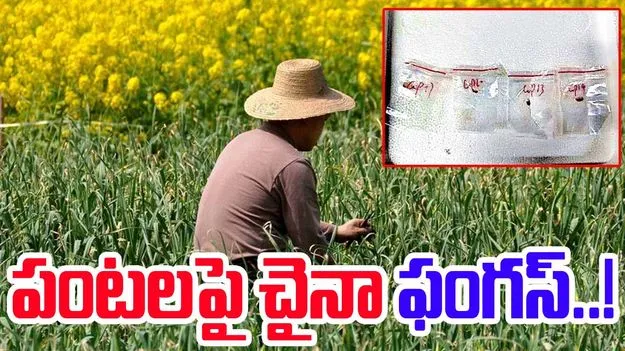 ఫంగ్‌సతో వ్యవసాయ ఉగ్రవాదం!?’