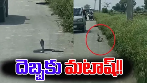 Cobra vs Mongoose: నడిరోడ్డుపై పాము, ముంగిస పోరు.. గెలుపు దేనిదంటే..