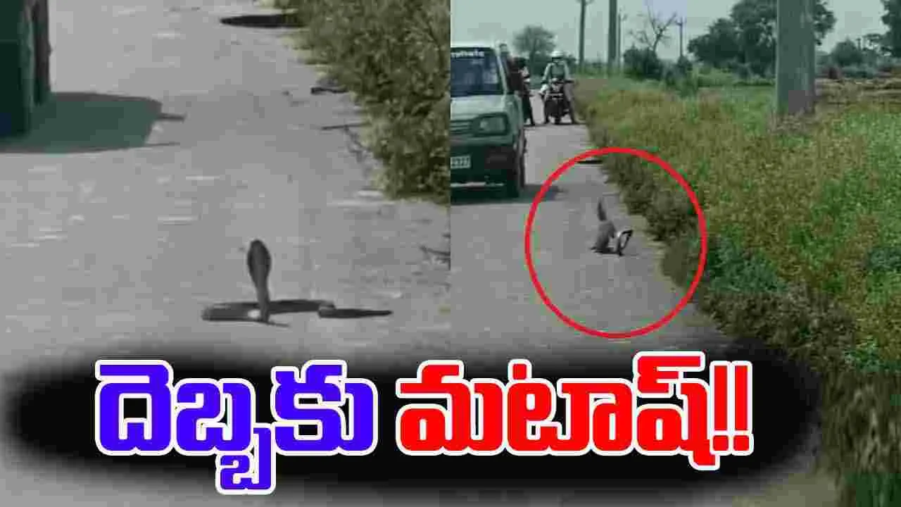Cobra vs Mongoose: నడిరోడ్డుపై పాము, ముంగిస పోరు.. గెలుపు దేనిదంటే..