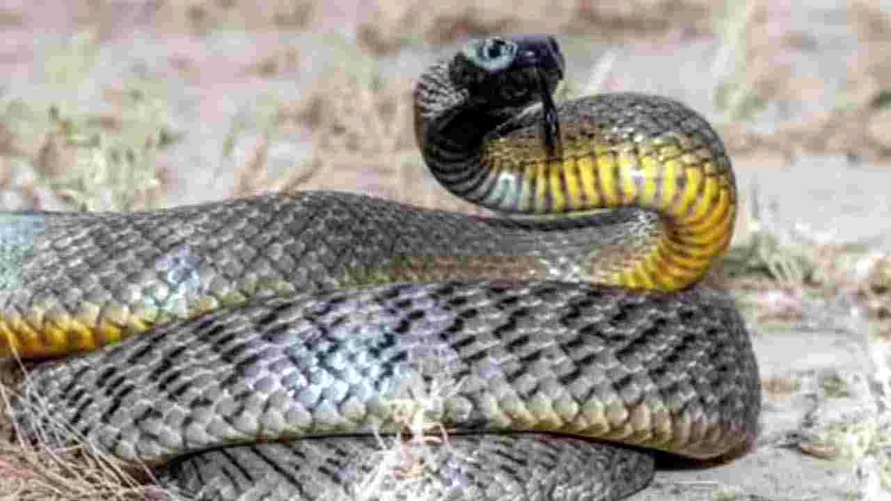 Poisonous Animals: అమాయకంగా కనిపించే.. 5 అత్యంత విషపూరితమైన జీవులివే..