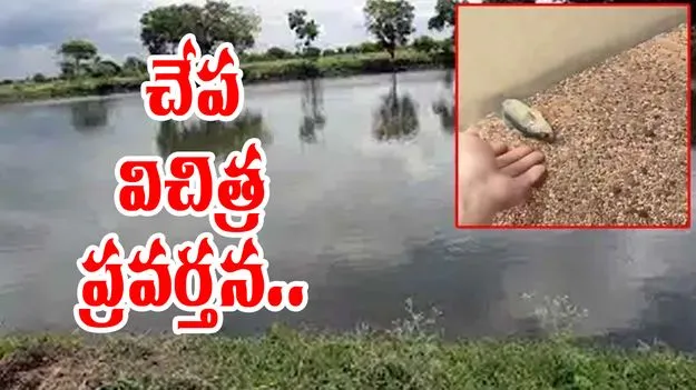 Fish Viral Video: ఇదేంటీ మరీ విరుద్ధంగా ఉందే.. చేపను నీటిలోకి వేయగానే.. ఏం జరిగిందో చూడండి..