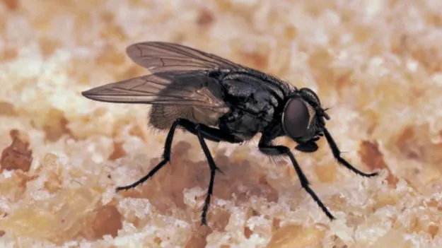 Home Remedies For Flies:  వీటి వాసన అంటే ఈగలకు అస్సలు పడదు.. దెబ్బకు పారిపోతాయి..