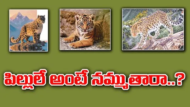 Rare Cat Breeds: ఇవి.. పిల్లులే అంటే నమ్ముతారా..