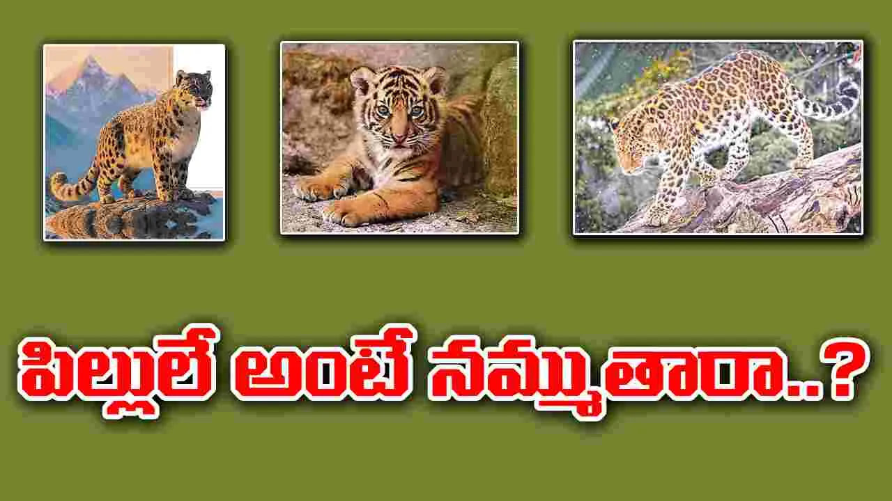 Rare Cat Breeds: ఇవి.. పిల్లులే అంటే నమ్ముతారా..