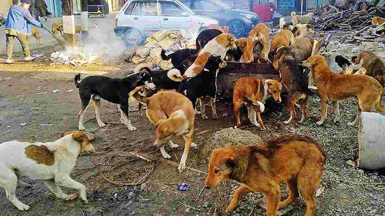 Municipal Failure On Dog Control: వీధికుక్కల సమస్యకు పరిష్కారం లేదా