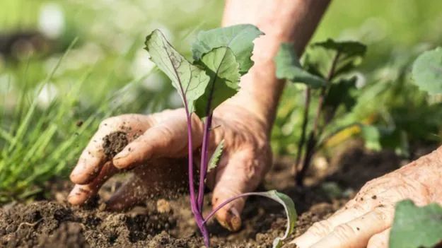 Monsoon Gardening Tips: వర్షాకాలంలో మొక్కలను ఎలా సంరక్షించాలో తెలుసా..