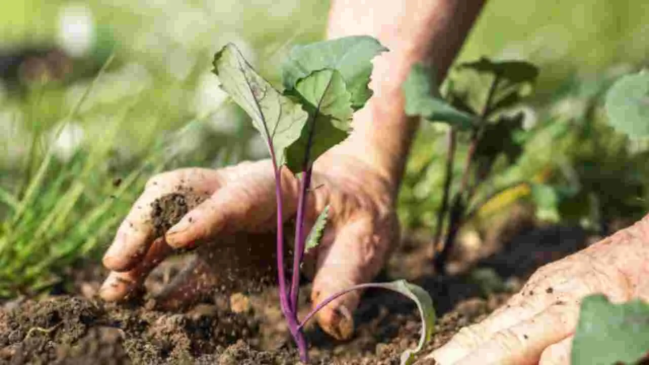 Monsoon Gardening Tips: వర్షాకాలంలో మొక్కలను ఎలా సంరక్షించాలో తెలుసా..