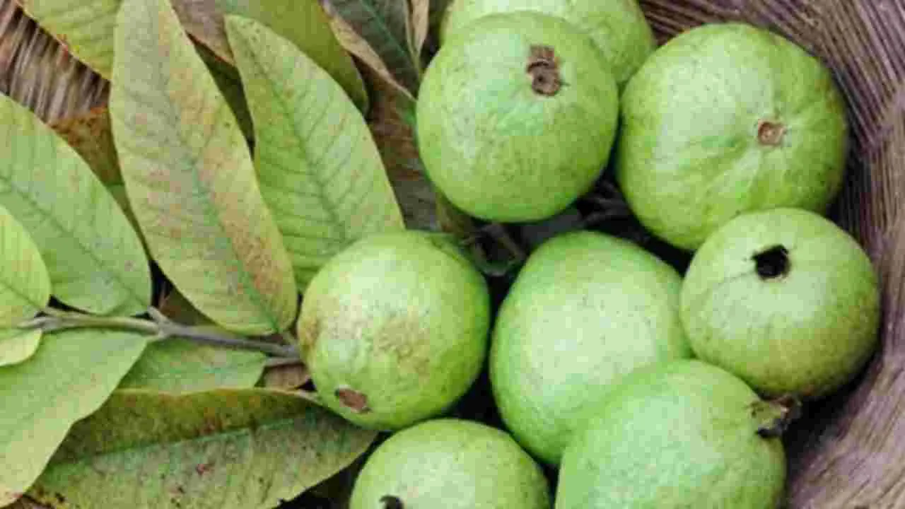 జామకాయ vs అవకాడో.. ఏది మంచిదో తెలుసా?
