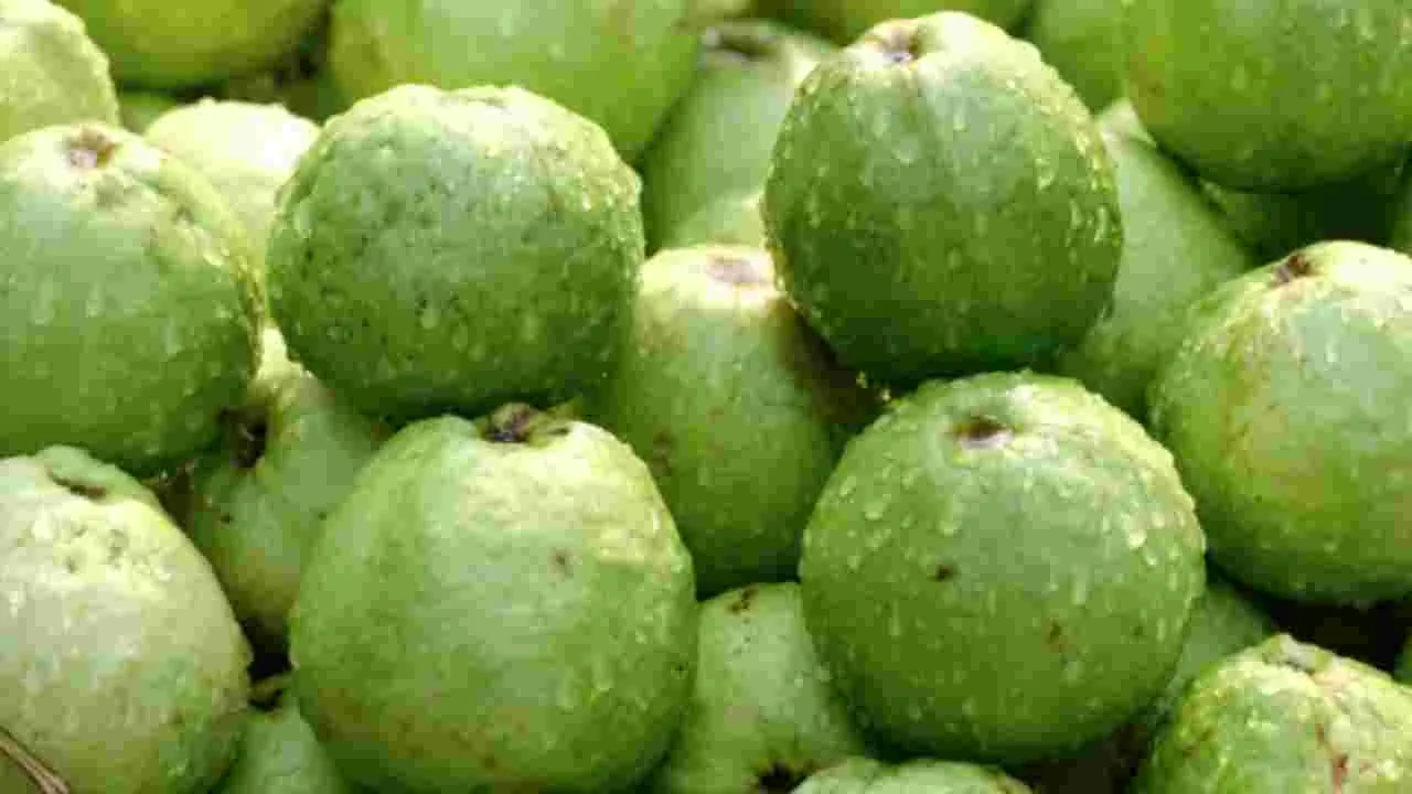 జామకాయ vs అవకాడో.. ఏది మంచిదో తెలుసా?