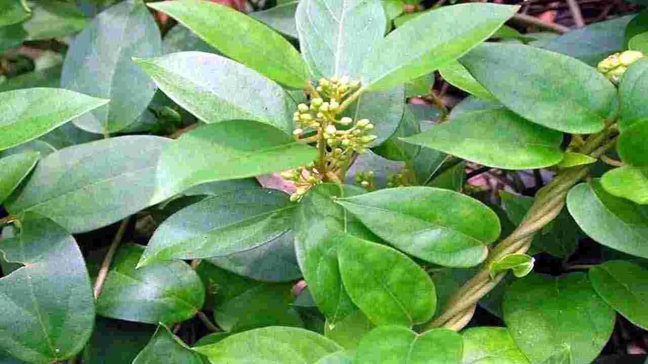 Health Tips: షుగర్ లెవల్స్ పెరిగిపోతున్నాయా.. అయితే వెంటనే ఈ 5 ఆకుకూరలు తినండి చాలు..