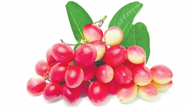 Wild Gooseberry Dishes: వావ్... వాక్కాయ