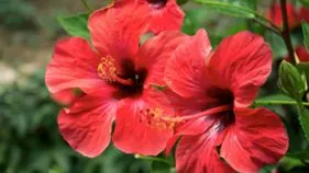 Hibiscus Plant Benefits: మందార మొక్క.. ఆరోగ్యానికి అద్భుతమైన ఔషధం.!