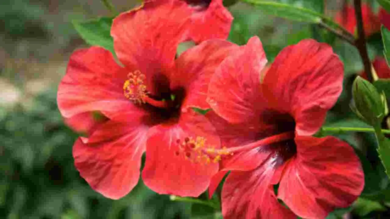 Hibiscus Plant Benefits: మందార మొక్క.. ఆరోగ్యానికి అద్భుతమైన ఔషధం.!