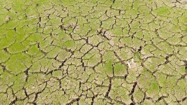 చినుకు జాడేది!