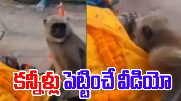 Viral Video: తిండి పెట్టిన మనిషిపై విశ్వాసం.. కడ వరకు అతడి వెంటే..