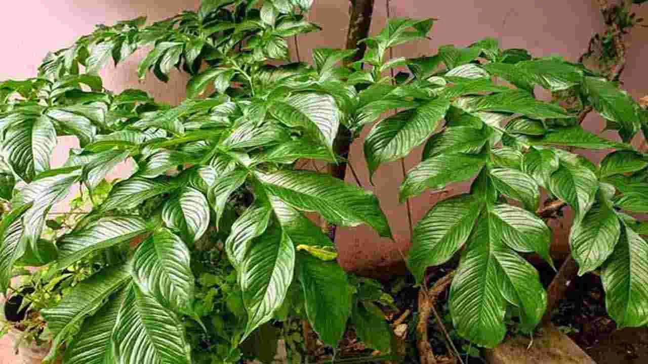 Health Tips: షుగర్ లెవల్స్ పెరిగిపోతున్నాయా.. అయితే వెంటనే ఈ 5 ఆకుకూరలు తినండి చాలు..
