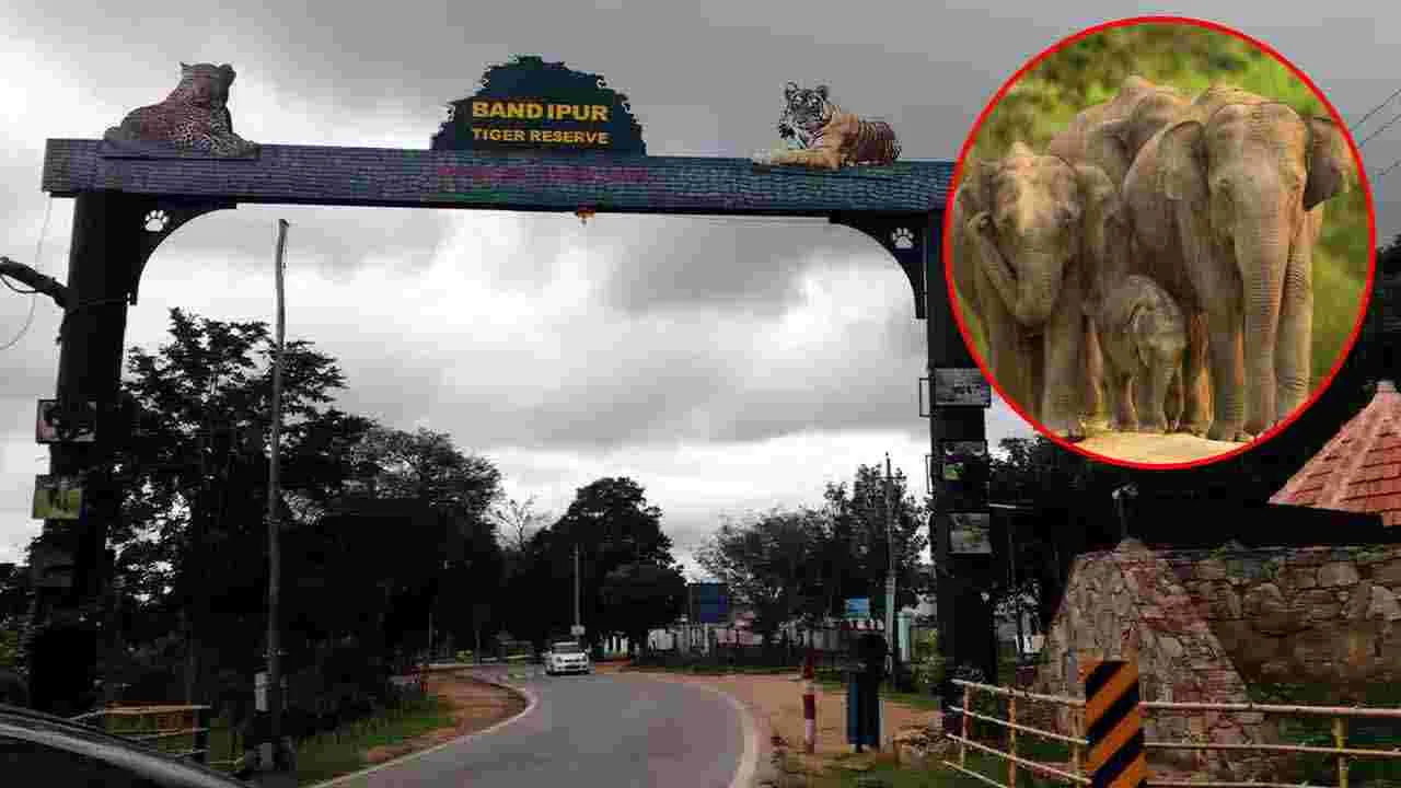 Wildlife Safari Tour: వణ్యప్రాణులను చూడటానికి దేశంలోని 5 ఉత్తమ ప్రదేశాలివే..