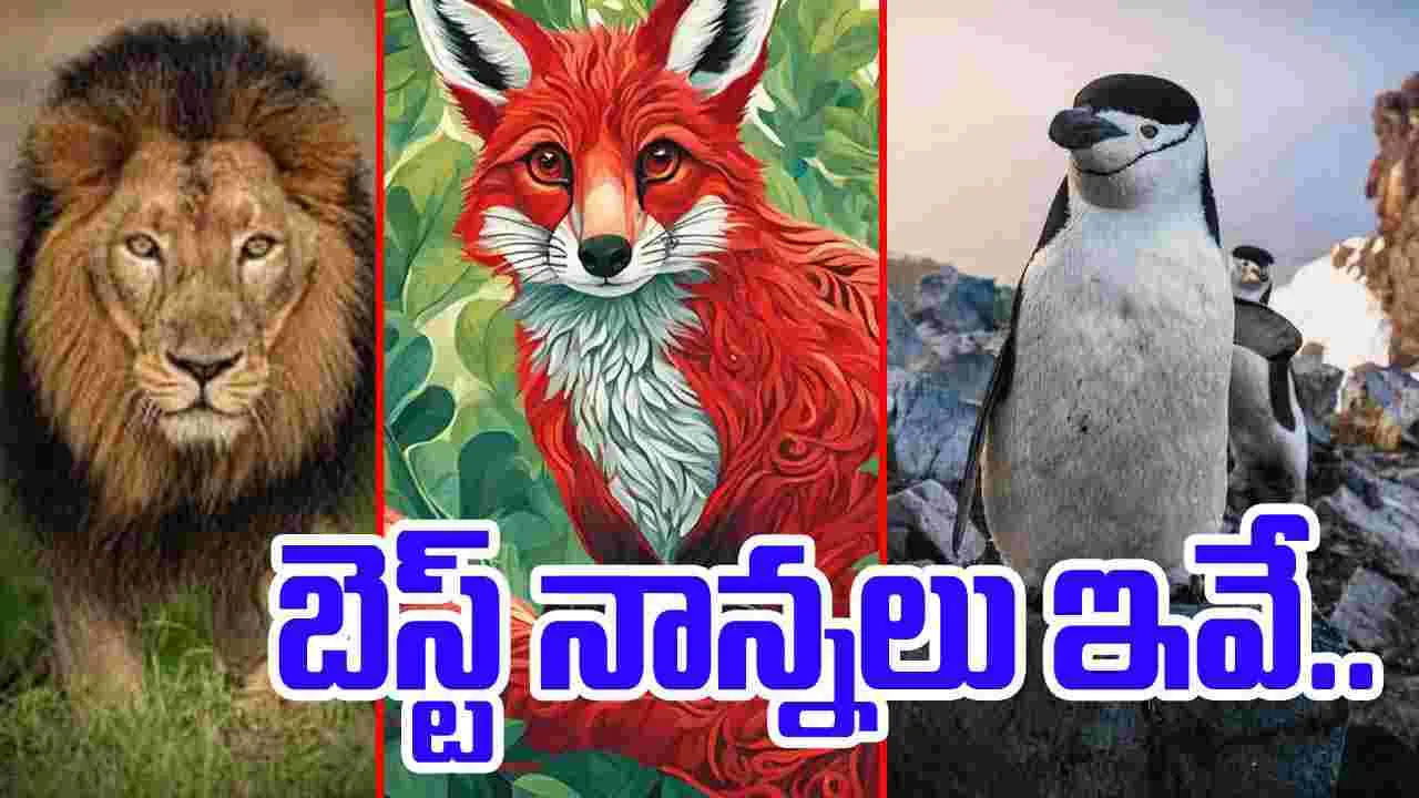 Animal Kingdom: జంతు ప్రపంచంలో బెస్ట్ నాన్నలు ఇవే