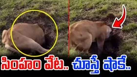 Lion Attack Viral Video: సింహం షాకింగ్ వేట.. పదిని ఎలా పట్టుకుందంటే.. 
