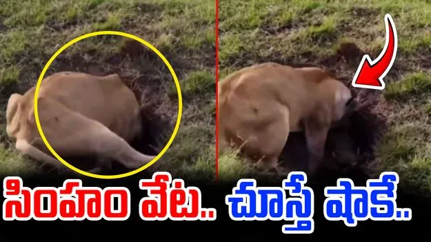Lion Attack Viral Video: సింహం షాకింగ్ వేట.. పందిని ఎలా పట్టుకుందంటే..