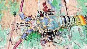 Visakhapatnam: తస్సాదియ్య,, లాబ్‌ స్టార్‌ రొయ్య