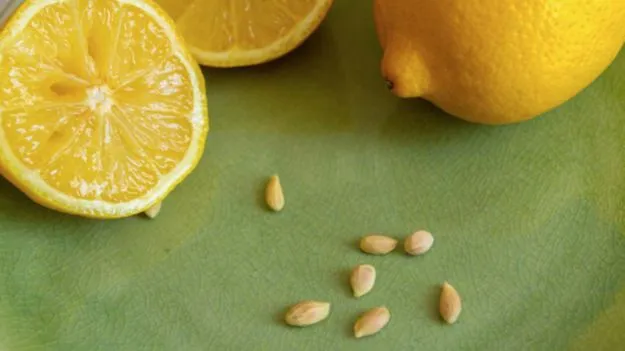 Lemon Seeds Benefits: నిమ్మకాయ గింజలు పారేస్తున్నారా..ఈ విషయాలు తెలిస్తే అస్సలు వదిలిపెట్టరు..!