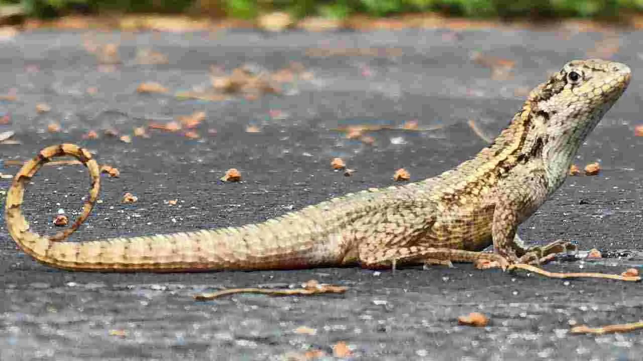 Interesting Facts: బల్లుల గురించి ఎవరికీ తెలియని రహస్యాలివే..