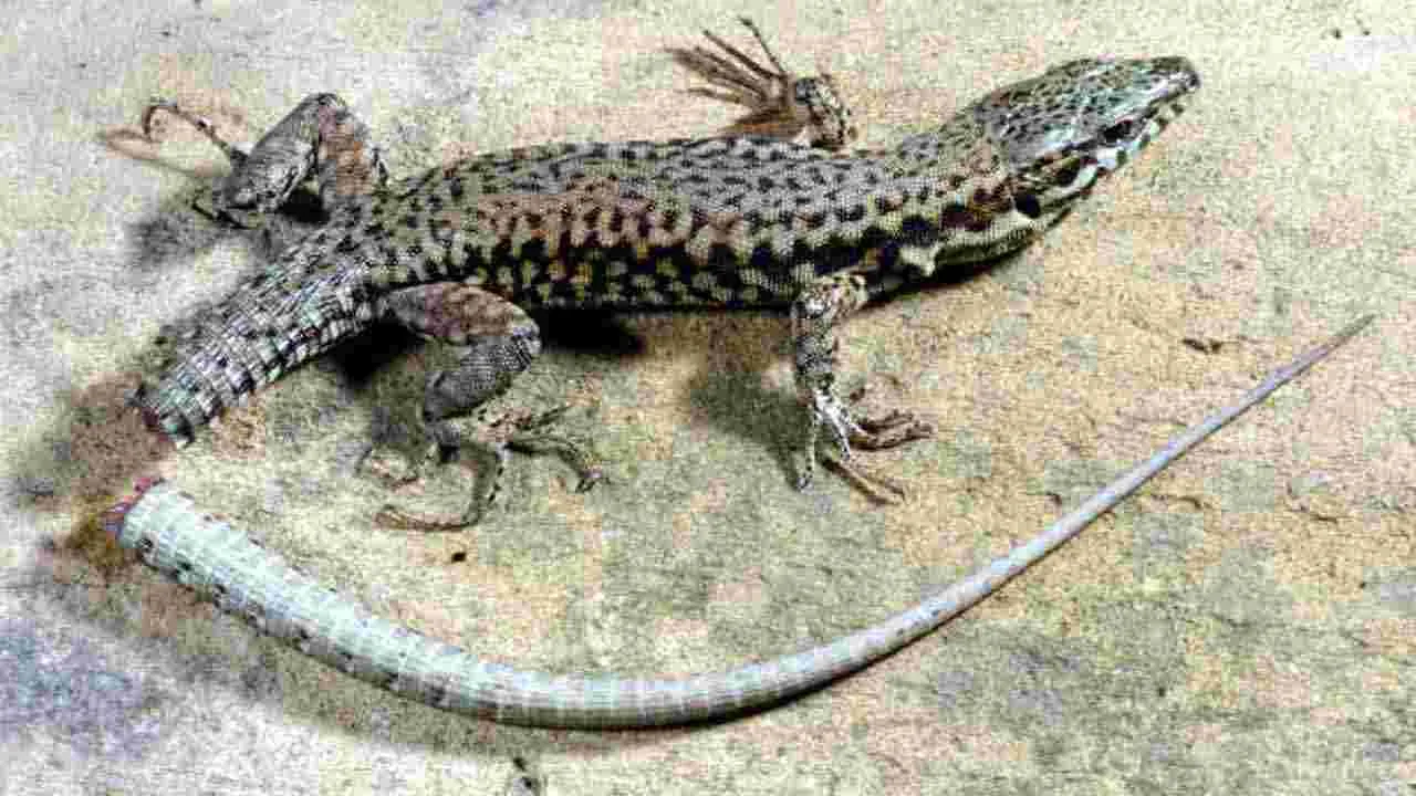 Interesting Facts: బల్లుల గురించి ఎవరికీ తెలియని రహస్యాలివే..