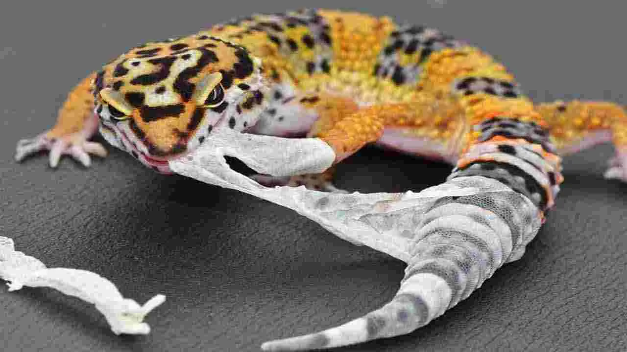 Interesting Facts: బల్లుల గురించి ఎవరికీ తెలియని రహస్యాలివే..