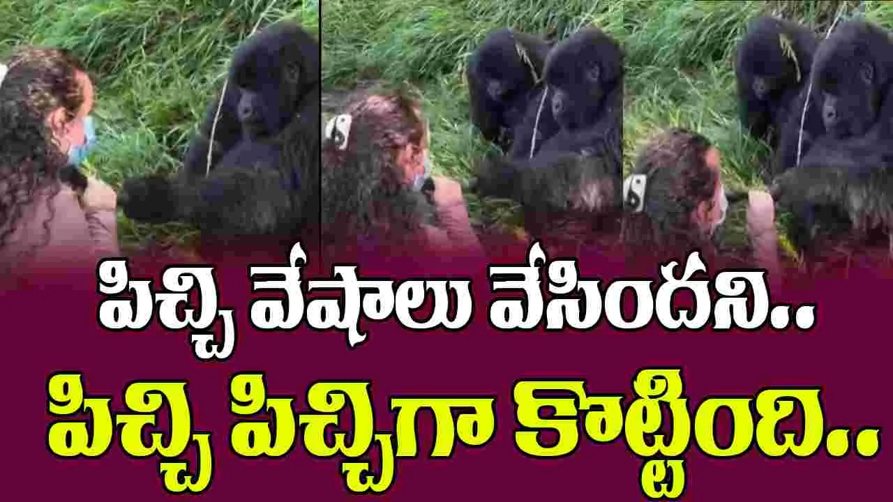 Gorilla Funny Video: భార్య ముందు వేషాలేస్తే బడితపూజే.. ఈ గొరిల్లా చేసిన పని చూస్తే పగలబడి నవ్వుతారు..