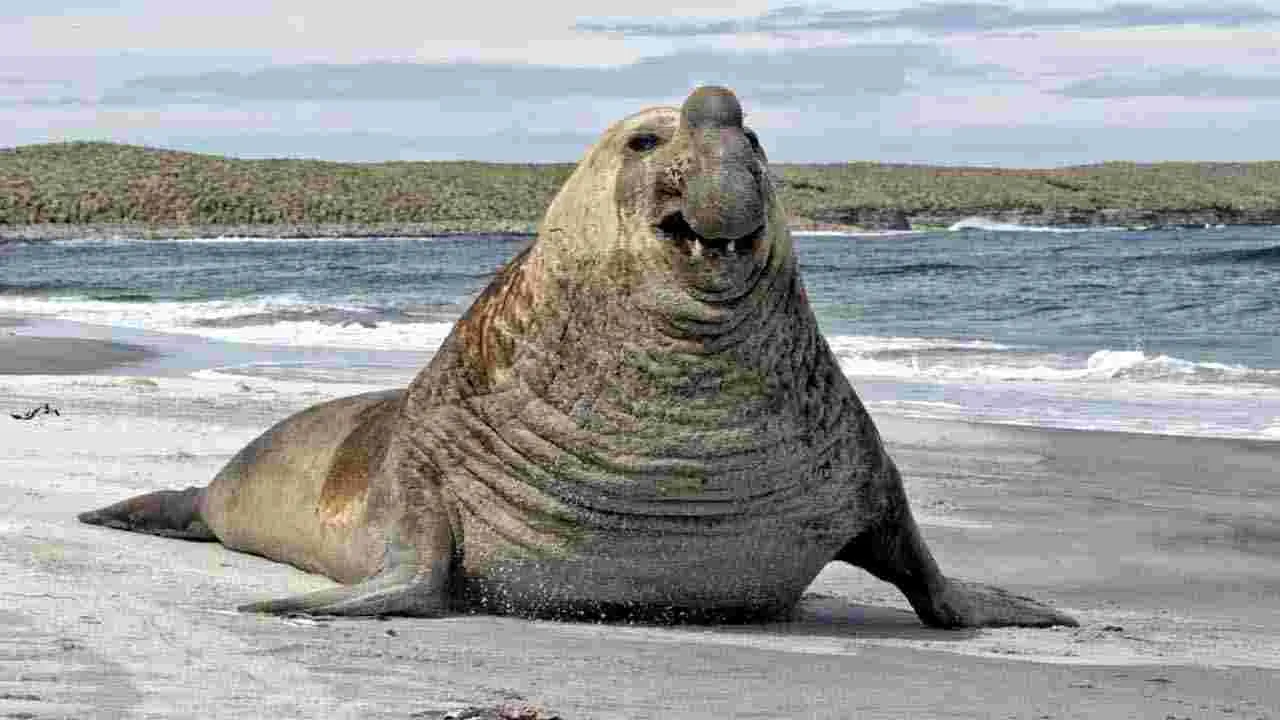 Heaviest Animals: ప్రపంచంలోనే అత్యంత బరువైన 6 జంతువులు ఇవే.. 